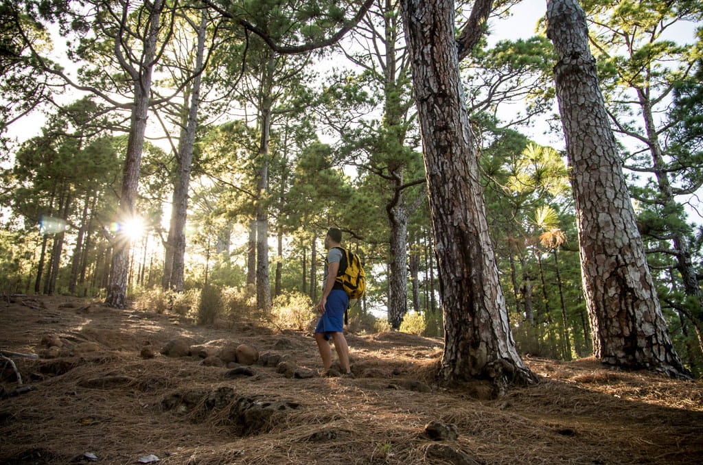 Persona caminando en bosque de pinos en Tenerife al amanecer.