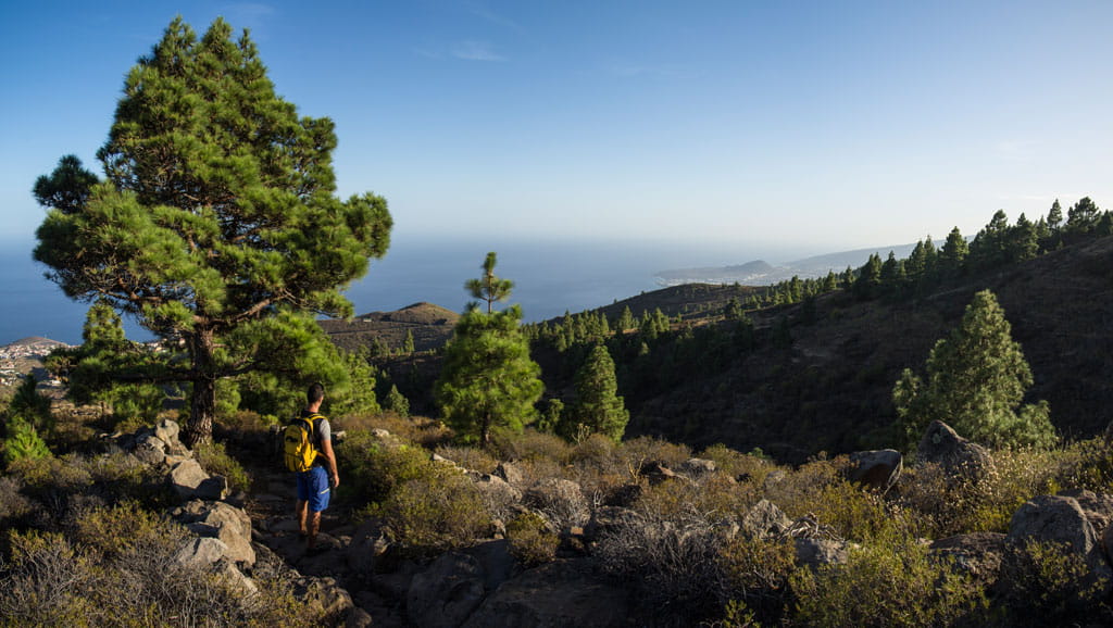 Senderista recorriendo un bosque con vistas al mar en Tenerife.