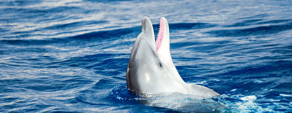 Hazte amigo de los delfines
