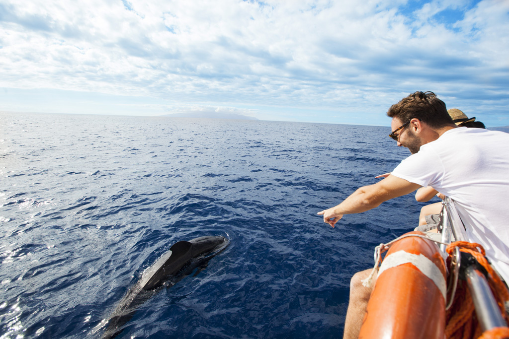 Persona señalando a un delfín cerca de un bote en el océano de Tenerife.