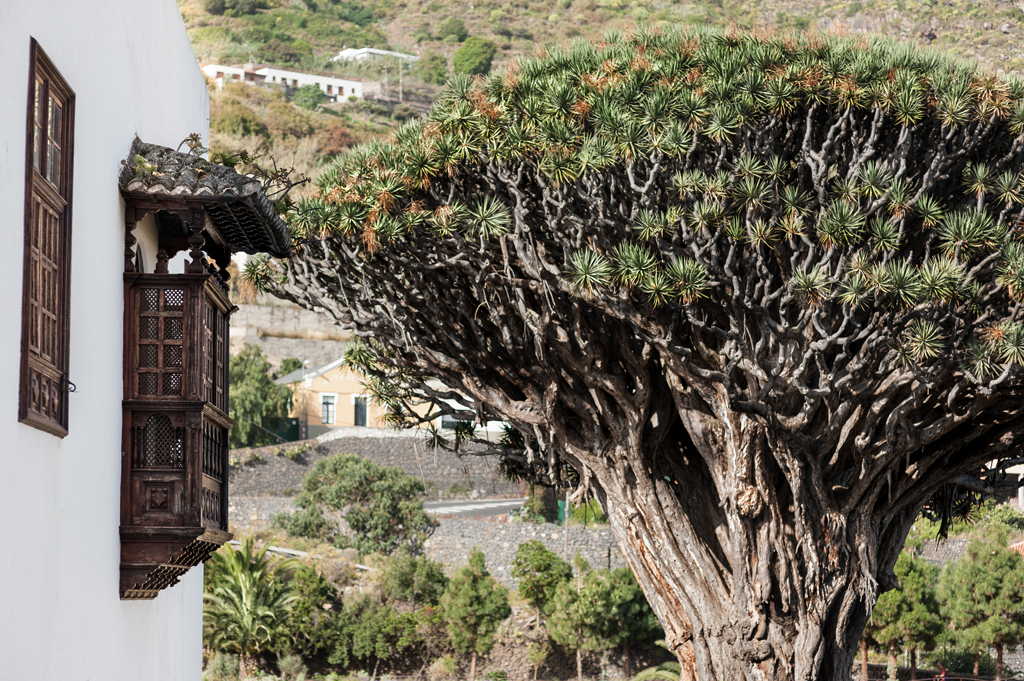 Drago milenario junto a casa tradicional en Icod de los Vinos, Tenerife.