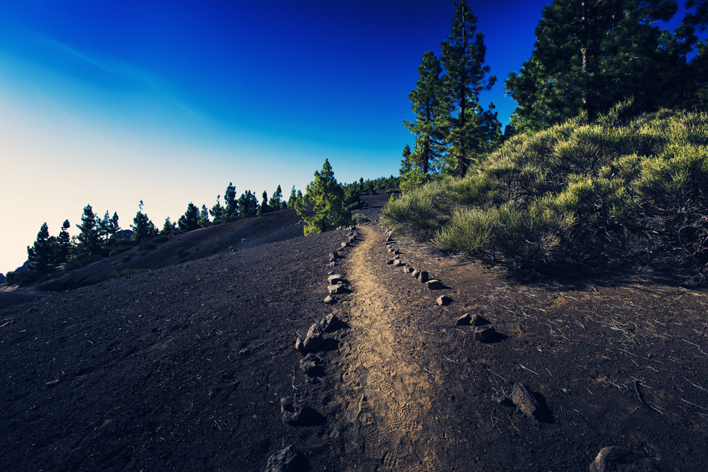 sendero arenoso entre pinos en Tenerife bajo cielo azul