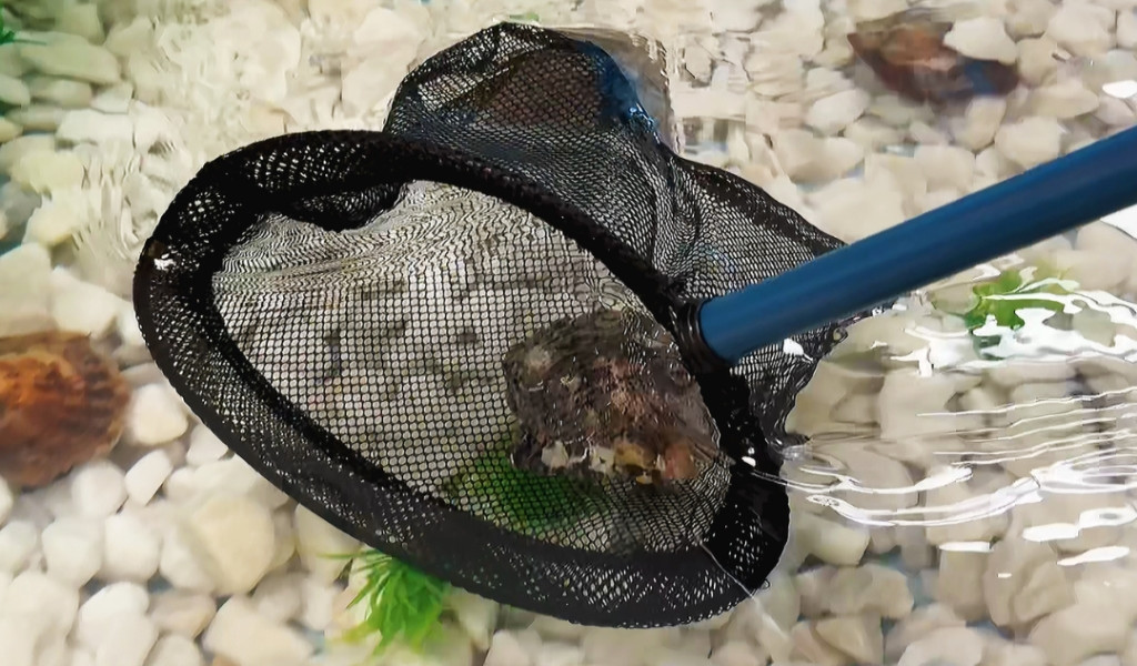 Red recogiendo perla de acuario