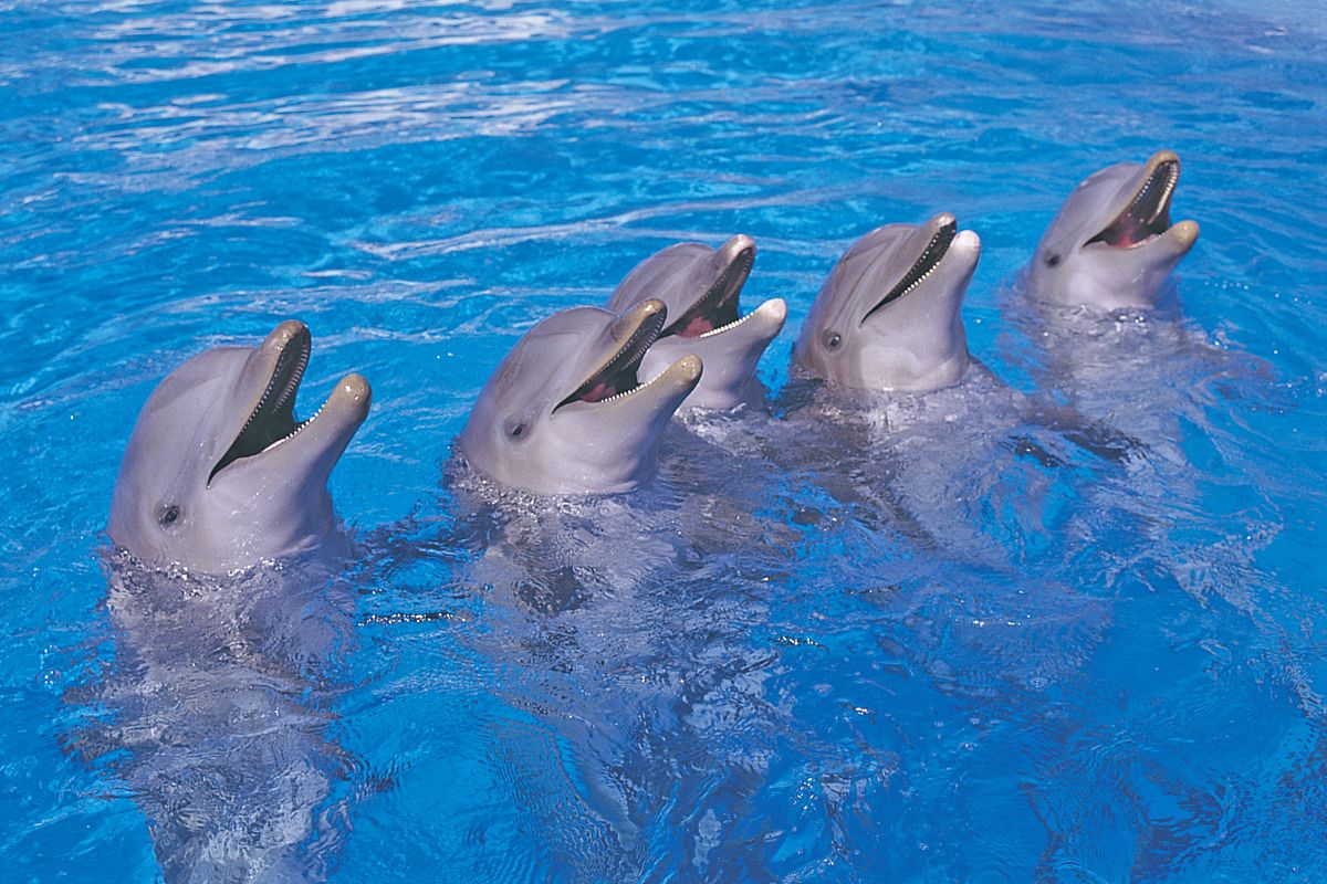 Cinco delfines juegan en el agua en el Parque Loro de Tenerife.