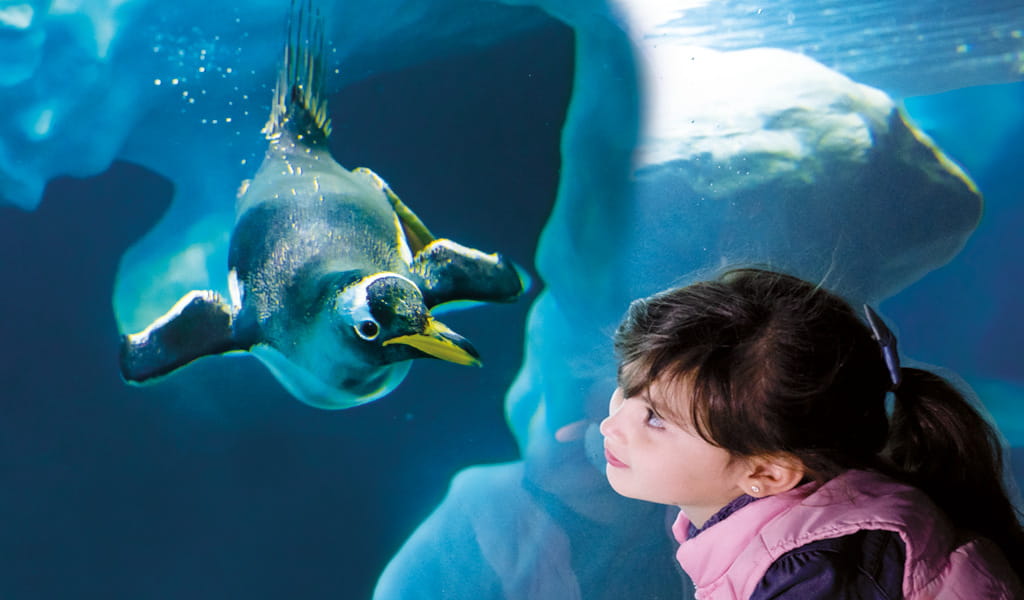 Loro Parque Loro Parque