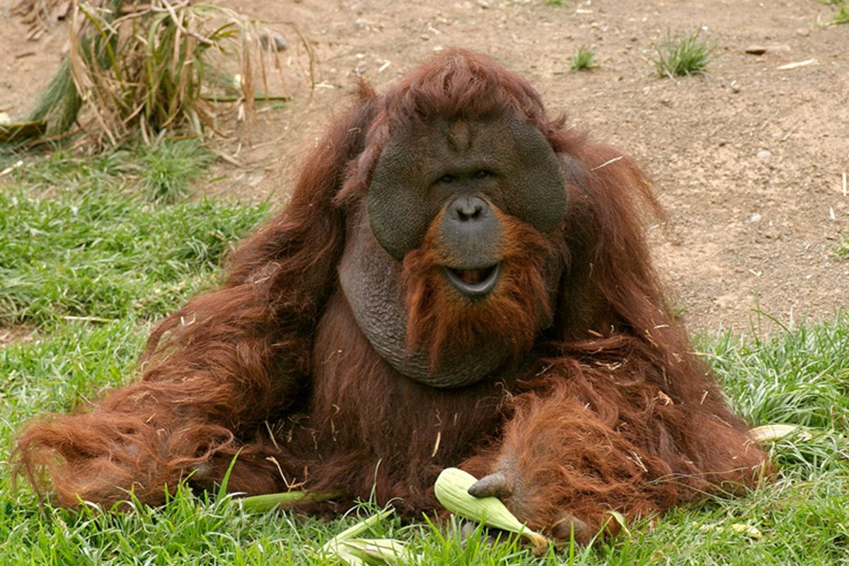 Orangután descansando sobre el césped en el Loro Parque, Tenerife.