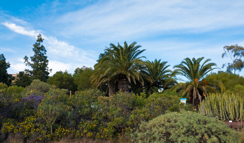 Palmeras y cactus en jardín botánico de Tenerife bajo un cielo azul.