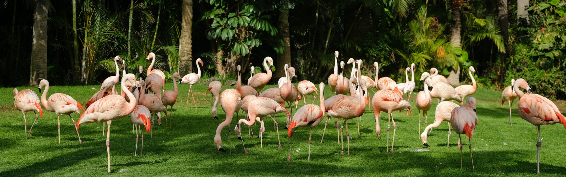 Loro Parque Tenerife