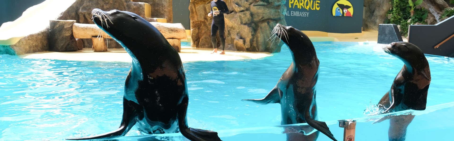 Loro Parque focas