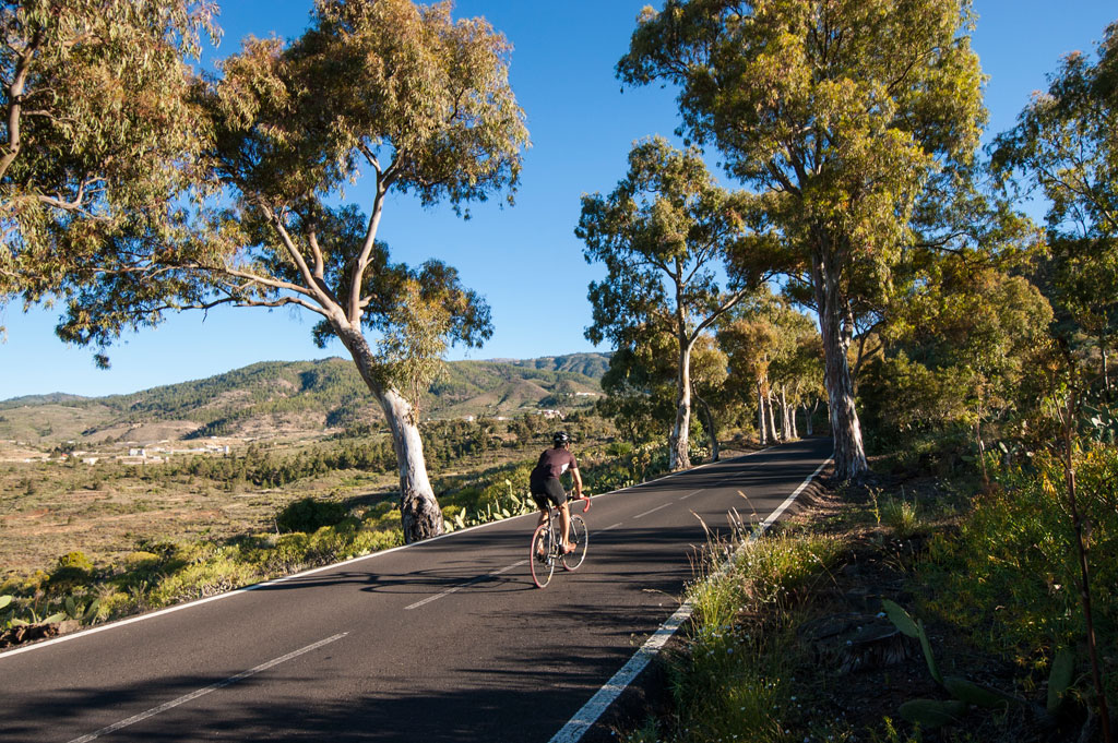 Ciclista en carretera rodeada de árboles en Tenerife.