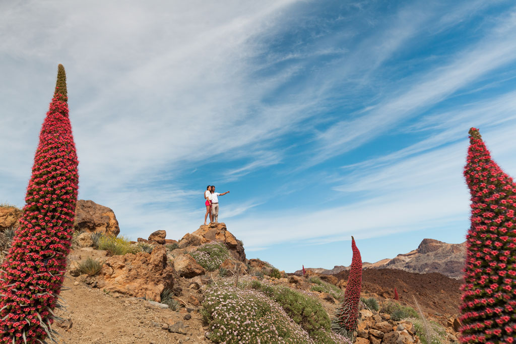 Persona señalando entre Tajinastes en el Parque Nacional del Teide, Tenerife.