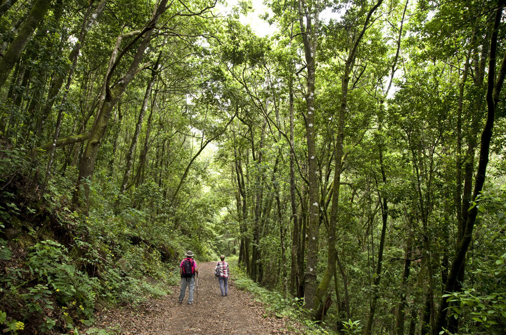 Sendero boscoso en Anaga, Tenerife, con dos personas caminando entre árboles altos.