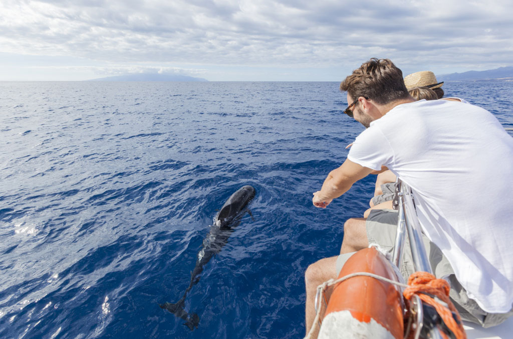 08-cetaceos-costa-sur-familia.jpg