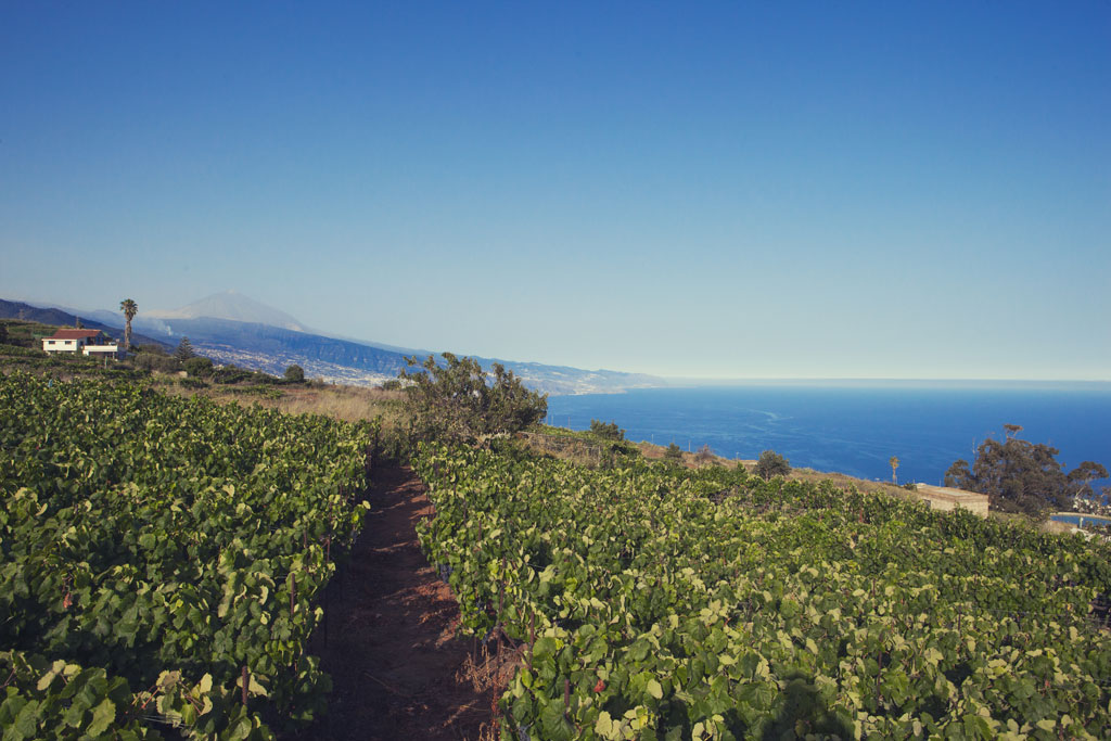 Viñedos en Tenerife con vista al océano y al fondo el Teide.