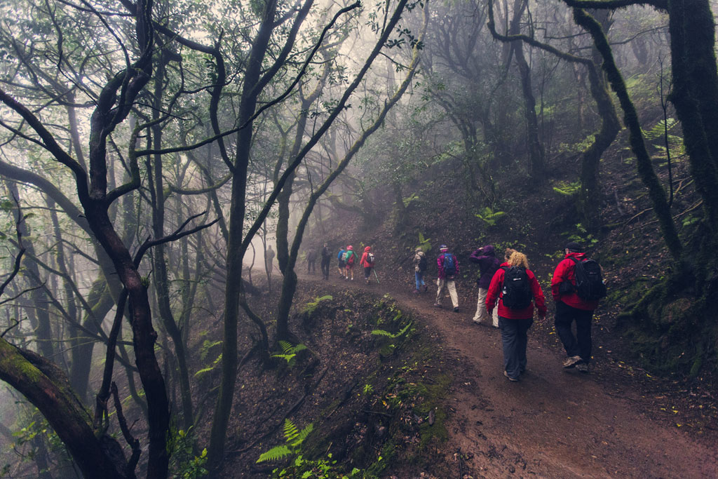 Personas caminando por un sendero boscoso en Anaga, Tenerife.
