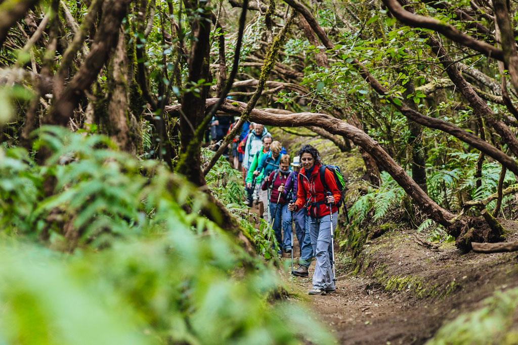 Senderistas caminando por un bosque verde en Anaga, Tenerife.