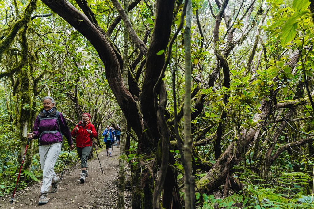 Senderistas en un bosque de Laurisilva en Tenerife, rodeados de árboles y vegetación densa.