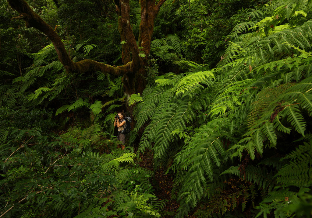 Persona fotografiando helechos en un bosque de Tenerife.