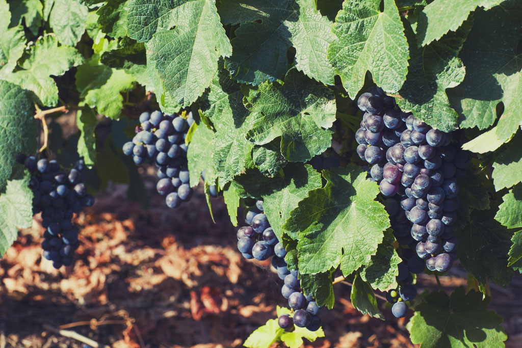 Racimos de uvas maduras en un viñedo de Tenerife.