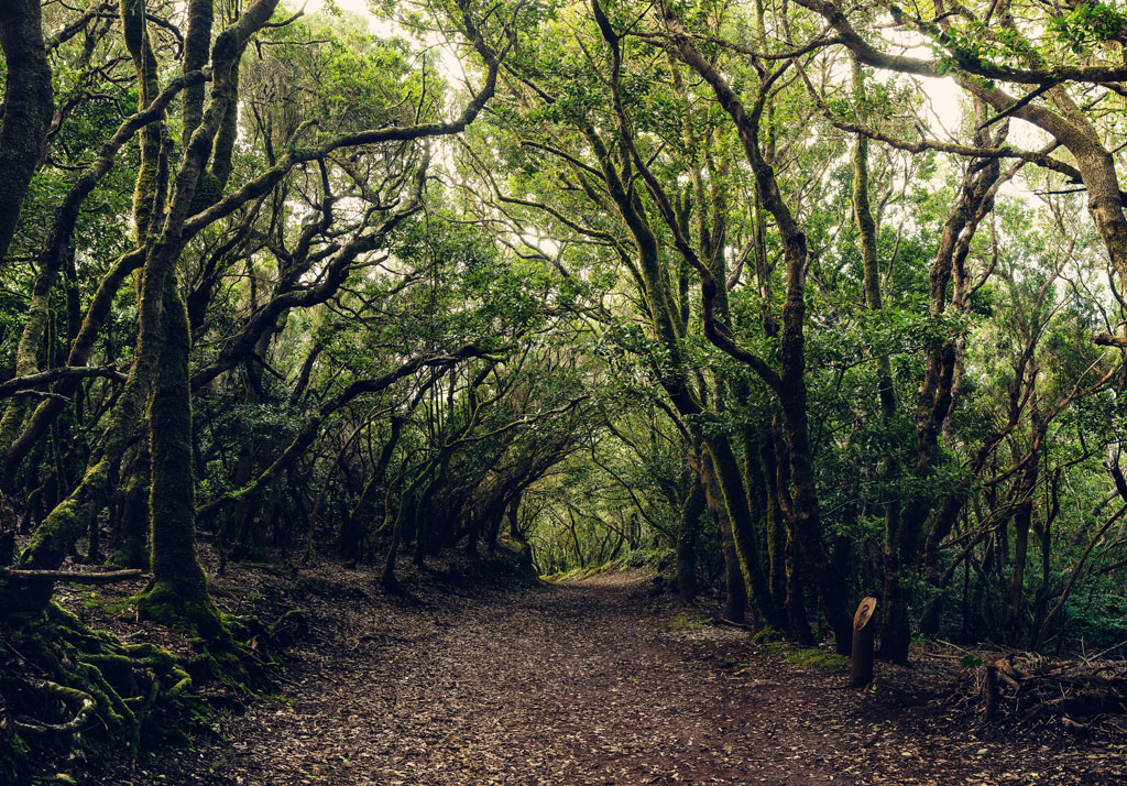 Sendero rodeado de árboles en un bosque de Anaga, Tenerife.