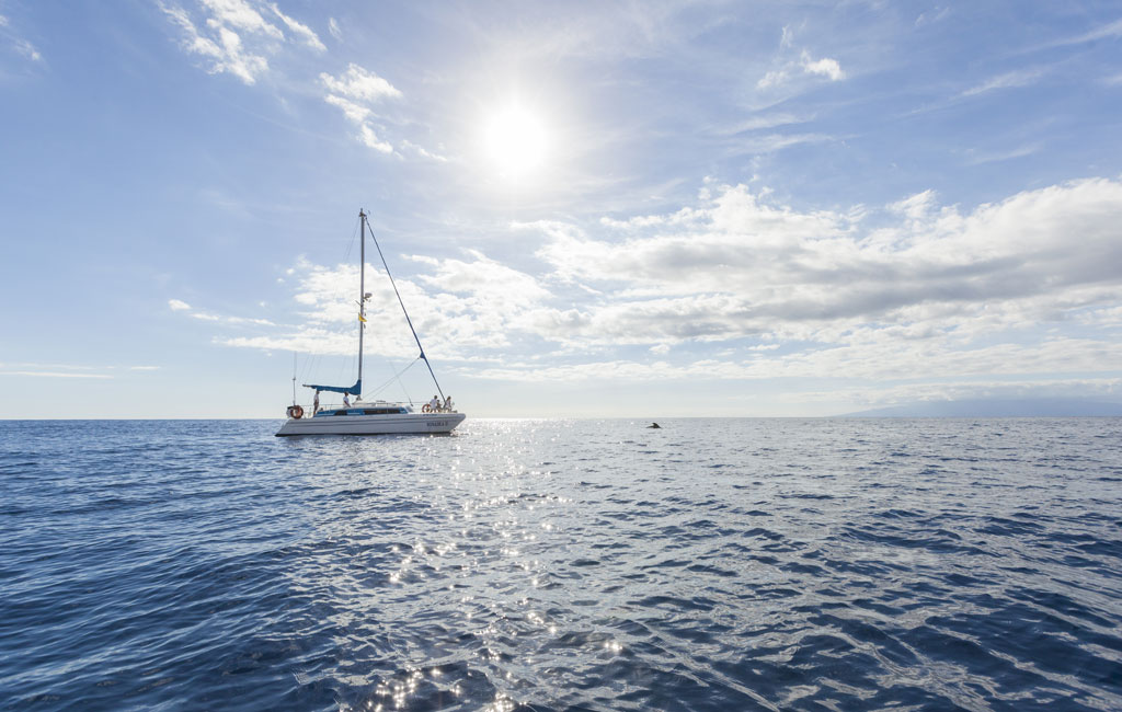 Velero navegando en el océano Atlántico cerca de Tenerife con delfín a lo lejos.