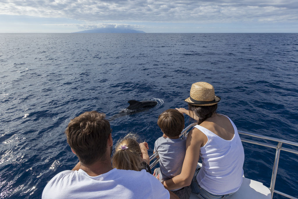 Familia observando delfines en el mar cerca de Tenerife desde un barco.