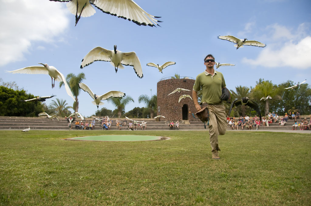 Persona caminando en un parque en Tenerife rodeado de aves volando.