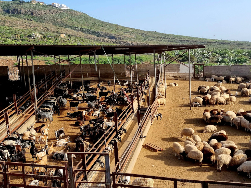 Cabras y ovejas en un corral en las colinas de Tenerife.