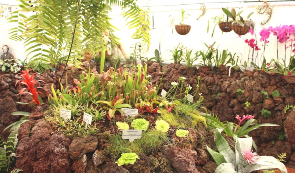 Plantas tropicales en exposición con etiquetas en invernadero de Tenerife.
