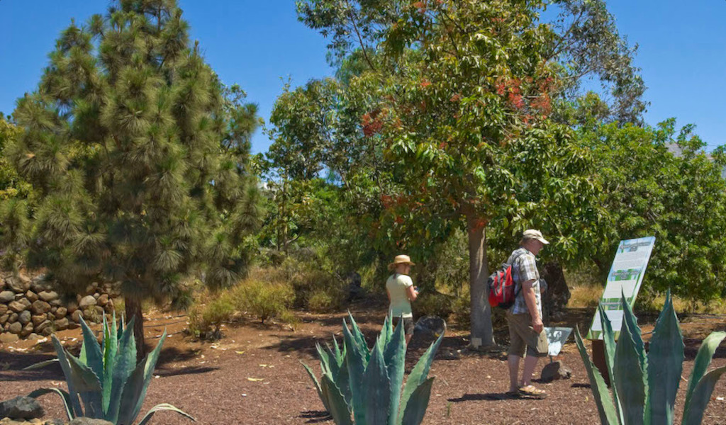 Personas caminando entre árboles y plantas en sendero de Tenerife.