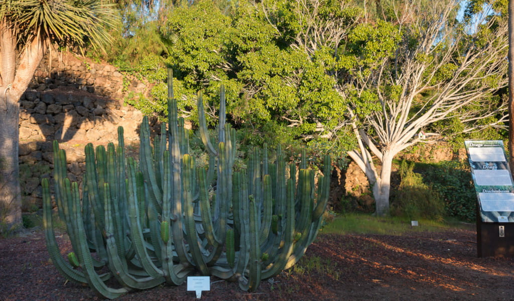 Cactus y vegetación en jardines del Puerto de la Cruz, Tenerife.