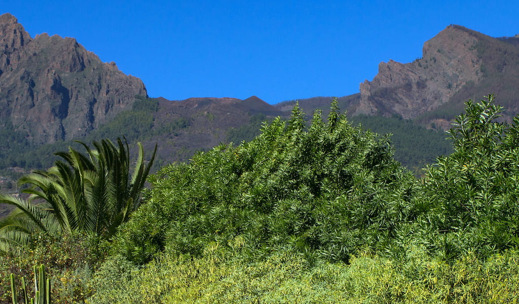Montañas y vegetación en Tenerife bajo un cielo azul claro.