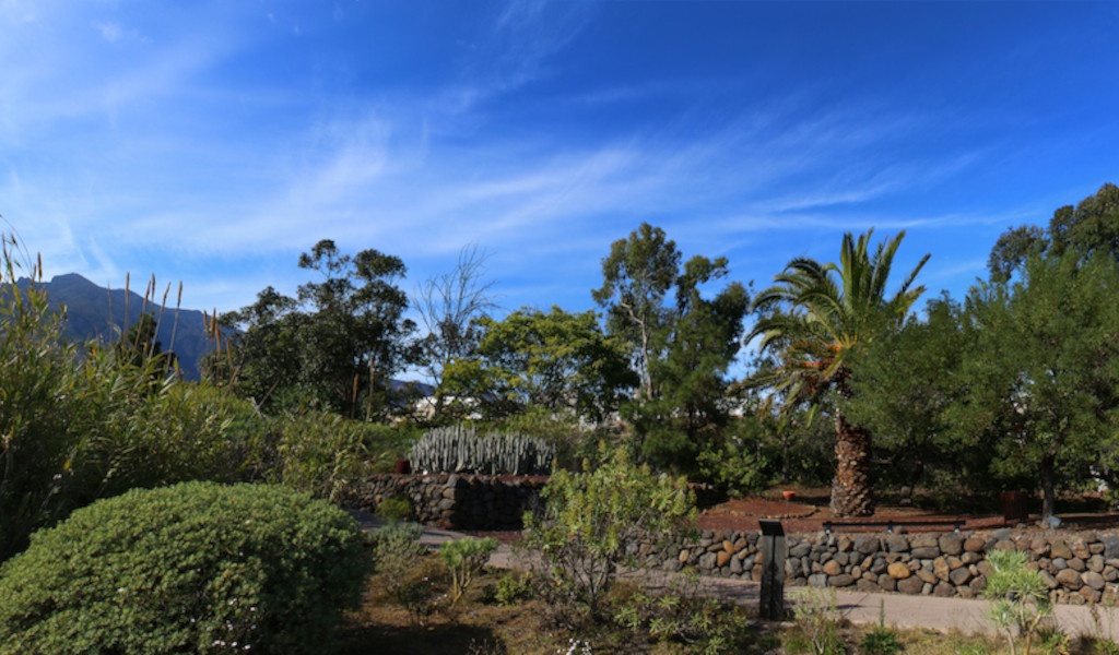 Jardín con palmeras y arbustos en Tenerife bajo cielo azul.