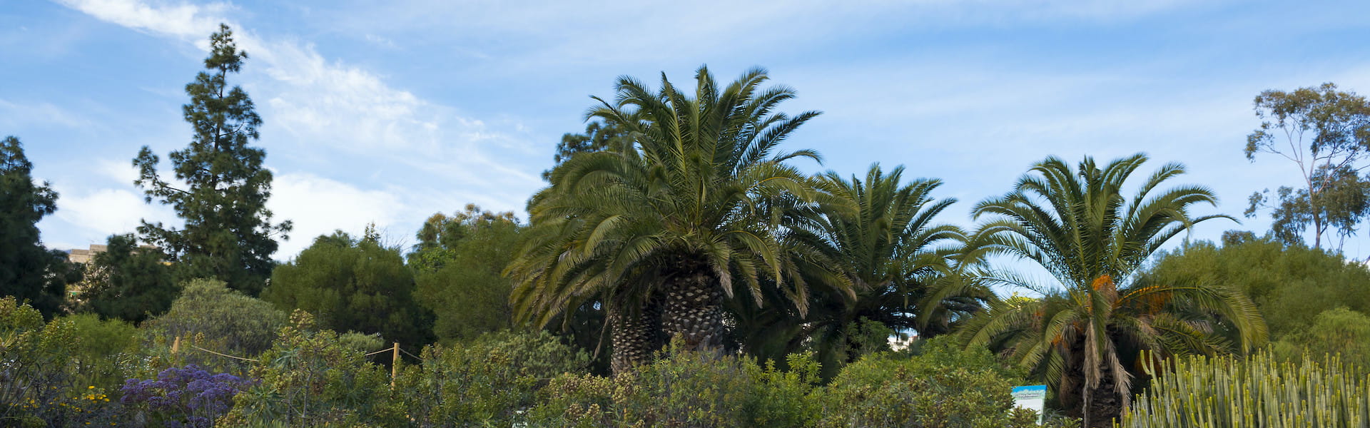 Conjunto de vegetación de los jardines