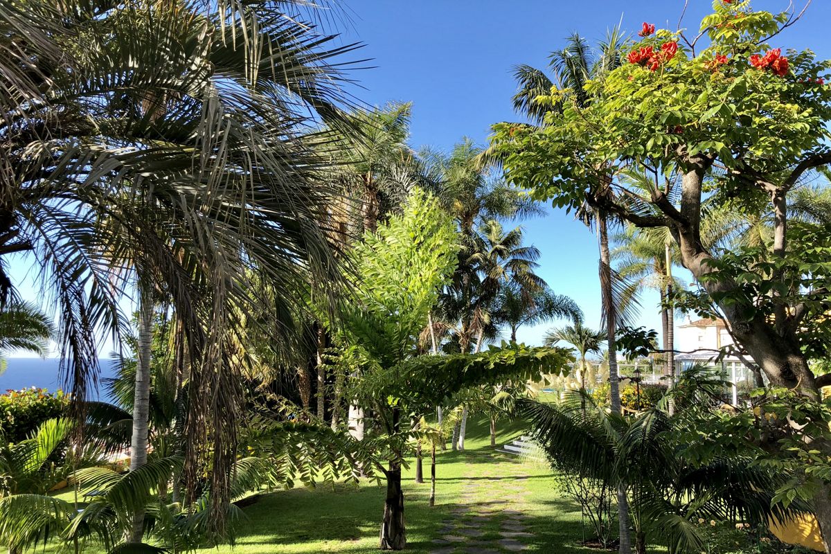 Jardín con palmeras y vista al mar en Tenerife.