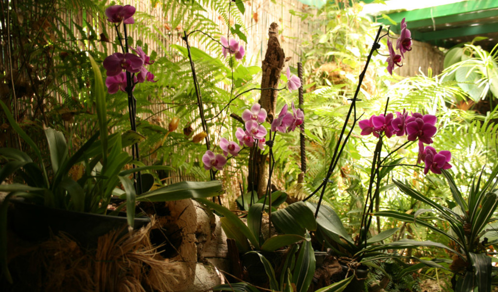 Orquídeas moradas entre helechos en un jardín de Tenerife.