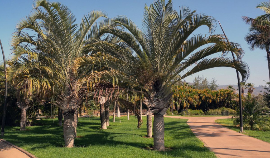 Palmeras en un jardín del Parque García Sanabria en Tenerife.