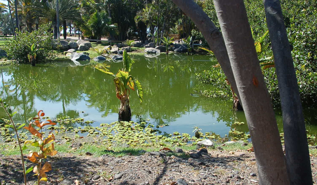 Estanque rodeado de árboles en un parque de Tenerife.