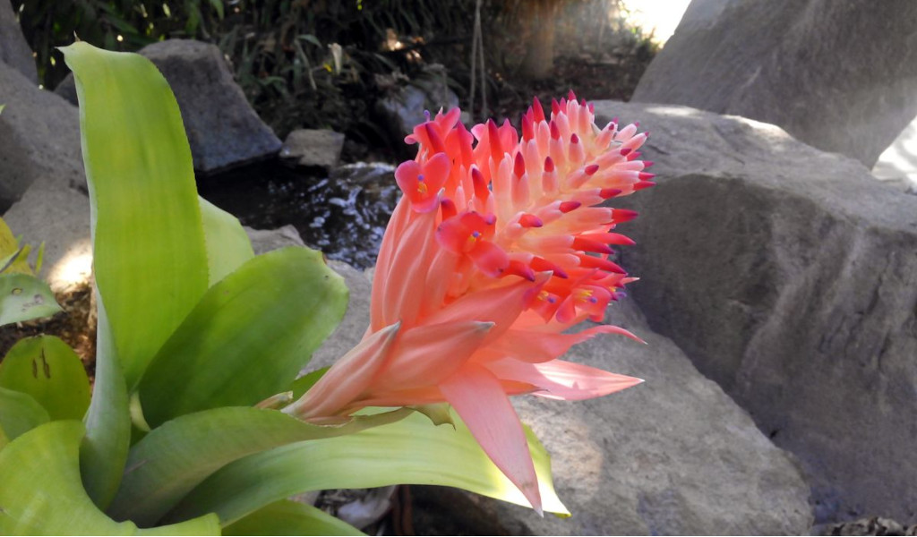 Flor bromelia rosada en jardín rocoso de Tenerife.
