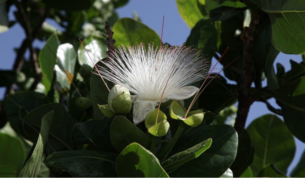 Flor blanca con largos estambres y hojas verdes en un árbol en Tenerife.