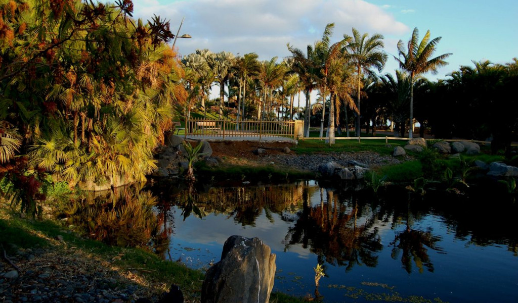 Palmeras junto a un estanque en un parque en Tenerife.