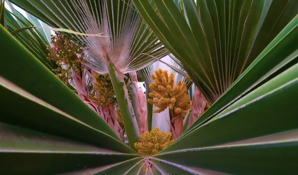 Hojas de palmeras
