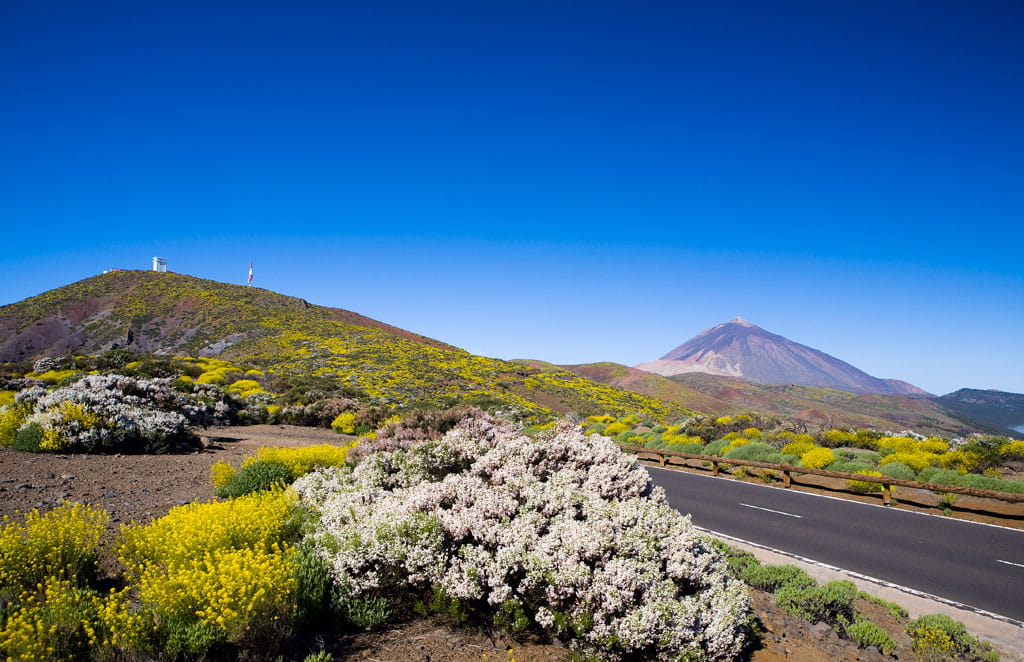 parque-nacional-teide-flora-03.jpg