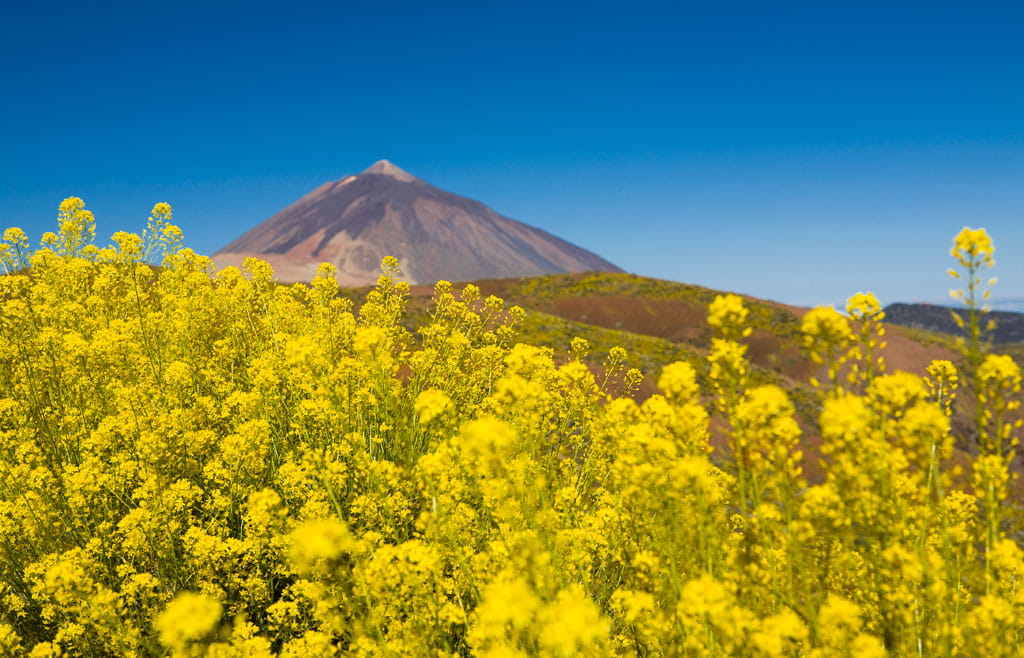 parque-nacional-teide-flora-04.jpg