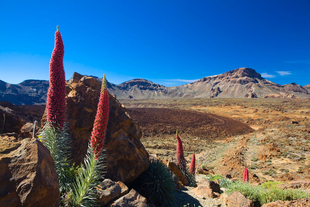 parque-nacional-teide-flora-05.jpg