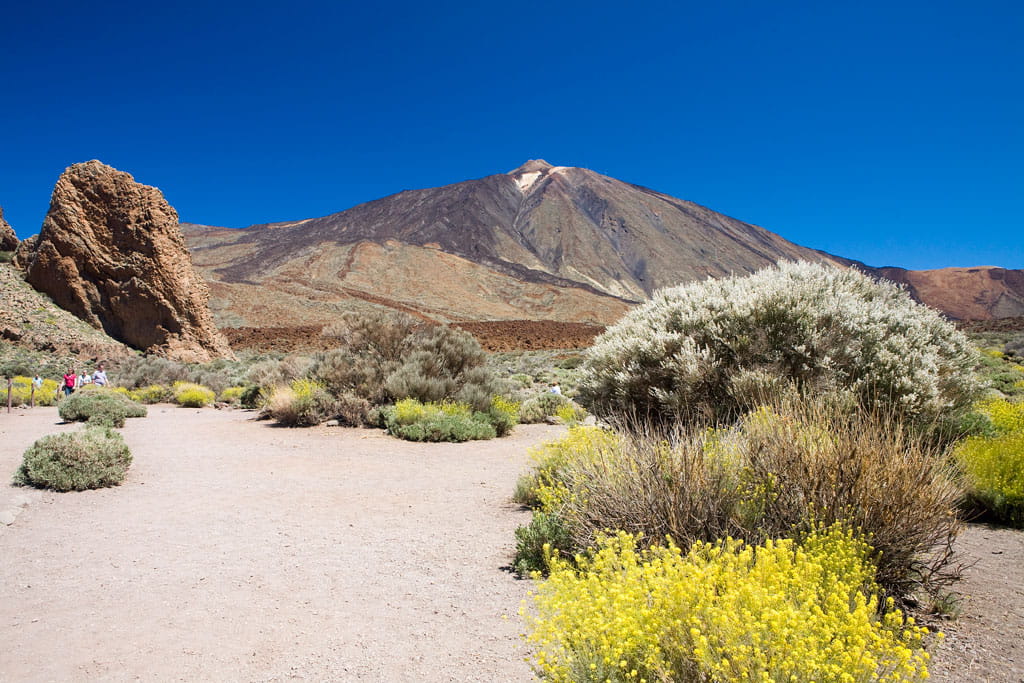 parque-nacional-teide-flora-07.jpg