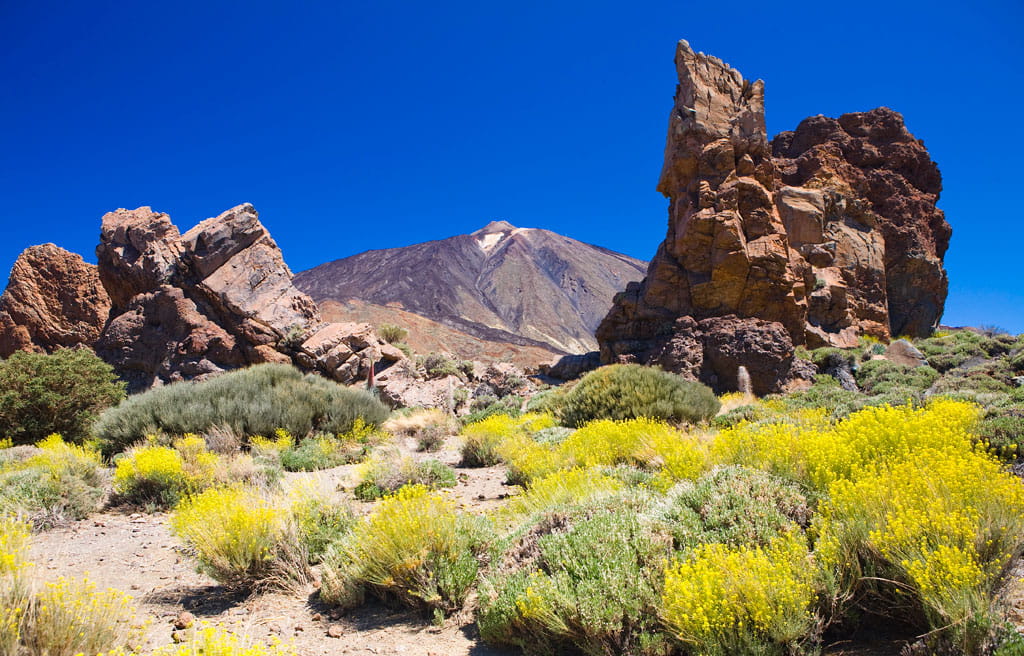parque-nacional-teide-flora-08.jpg