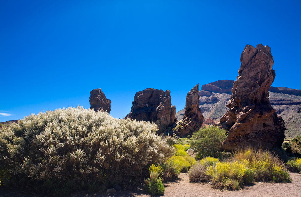 parque-nacional-teide-flora-09.jpg