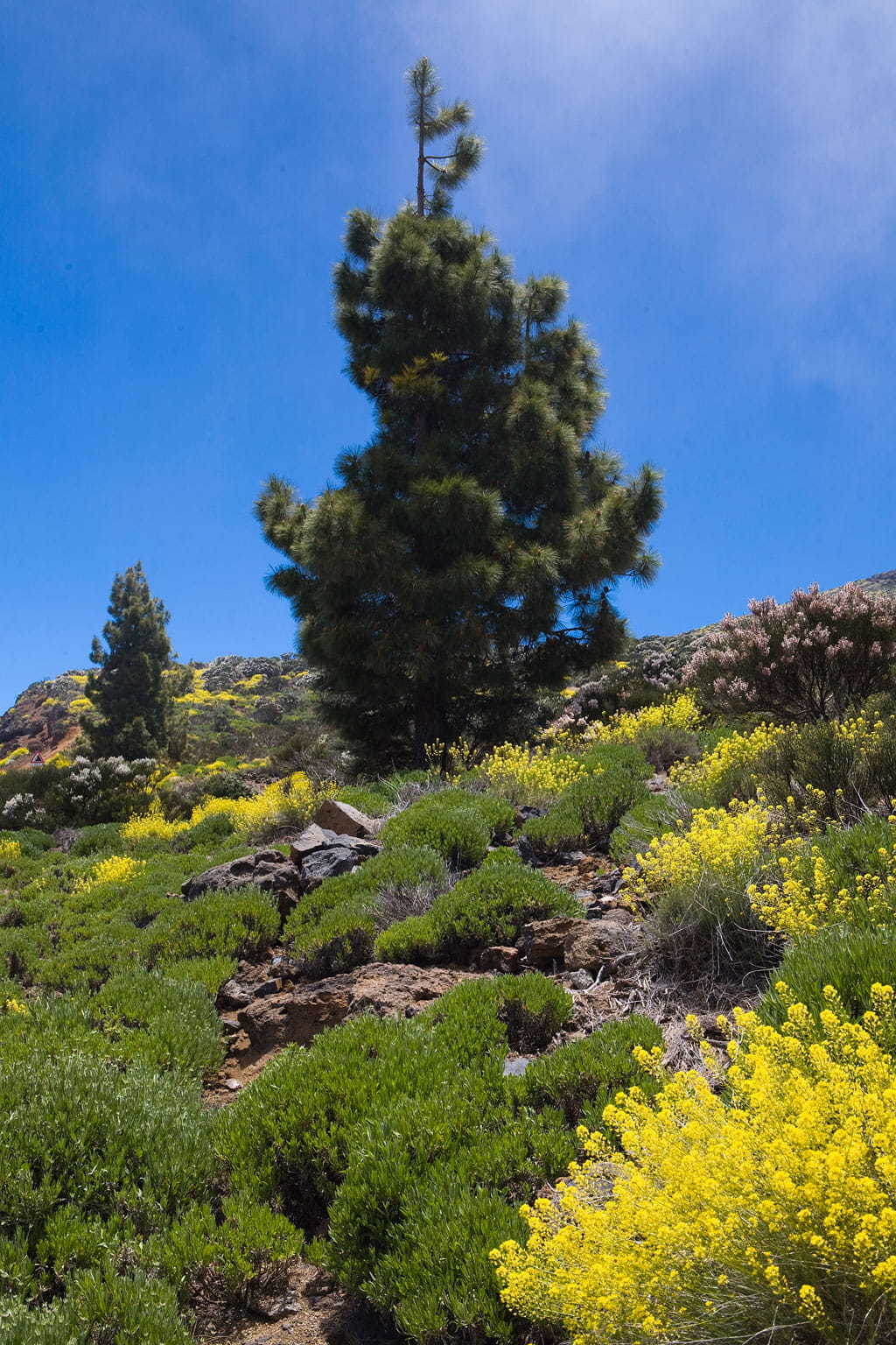 parque-nacional-teide-flora-10.jpg