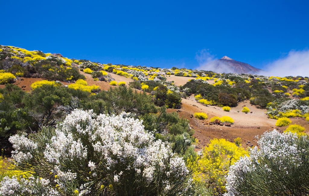 parque-nacional-teide-flora-11.jpg